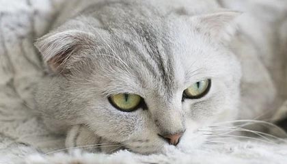 欧冠最新版-大比分领先仍被末节逆转 诡异一败加深广厦危机