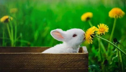 欧冠最新版-大比分领先仍被末节逆转 诡异一败加深广厦危机